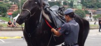 /album/galeria-de-fotos-pagina-inicial/cavalo-jpg/